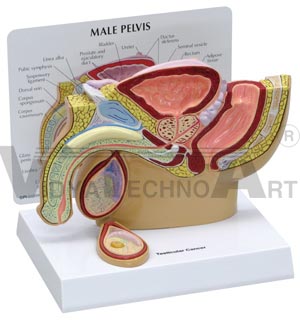 Male Pelvis with Testicle